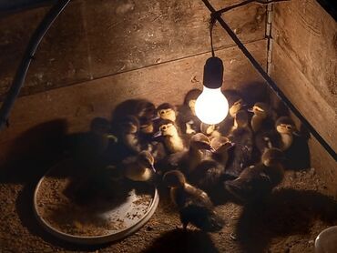 cənnət quşu: Bu lal ordəklər satılır Burda: Lavanda,Kaliforniya,Macar,Zümrüd