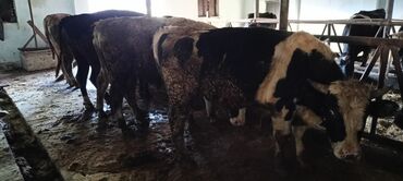 Inəklər, öküzlər: Məhsul: Qaramal – ət istiqamətli dana/öküzlər Təsvir: - Şəkillərdə — 3