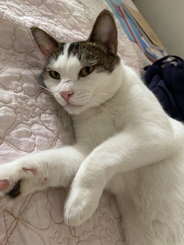кошки джалал абад: Кошка даром: Беспородная, 2 года, Мальчик, Кастрирована, Приучена к лотку, Проглистована
