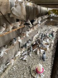 пудель пуделя: Голуби декоративных и летных пород (разные окрасы)