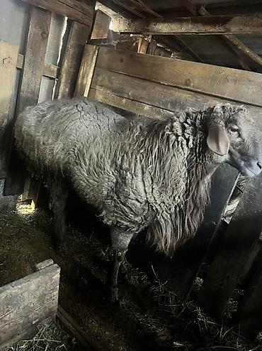 Баран, овца: Продаю | Баран (самец) — 5