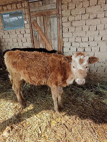 Коровы, быки: Продаю | Бык (самец) | На откорм | Привязанные — 6