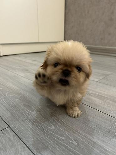 İtlər: Pekines — 4