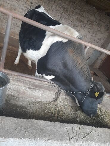 корова для молока: Продаю | Корова (самка) | Голштин | Для молока | Искусственник