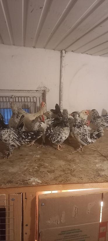 Cücələr: Toyuq cücələri, Damazlıq -da lalafo.az — 10 Cücələr: Toyuq cücələri, Damazlıq — 10