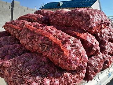 редкие вещи: Семена лука, семена лука Кармен, пияз урук, пияз урук фиолетовый лук — 2
