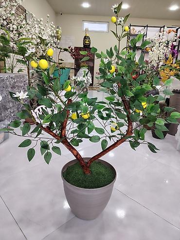 Искусственные цветы: Dekorativ süni limon ağacı – qablarda - Realistik görünüşlü süni — 2
