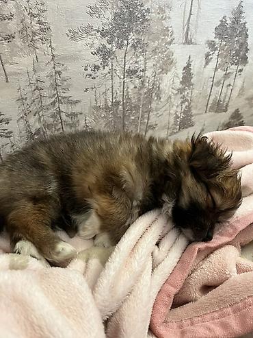 İtlər: Yorkie Pom Tecili satilir 2 ayligdir Balaca it balası – uzun tüklü — 2