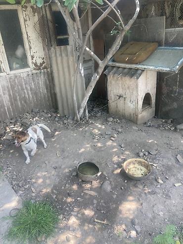 seana kecileri: Kiçik ölçülü it evi – it üçün taxta budka - Material: qalın taxta — 5