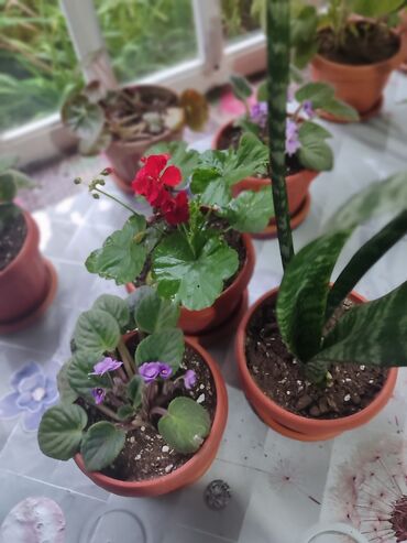 Хлорофитумы: Продаю комнатные цветы Сансевиерия-250сом (тещин язык ) Хлорофитум — 12