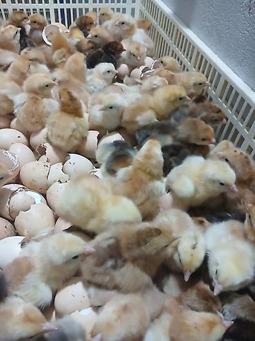 Digər quşlar: Her nov cuce satişi. xarkov çil 2m xarkov 1.50m atkas 3m avstroluq 3m — 3