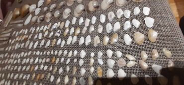 Ostali predmeti za umetnost i kolekcionarstvo: Velika kolekcija morskih školjki – razvrstane po veličini i obliku — 7