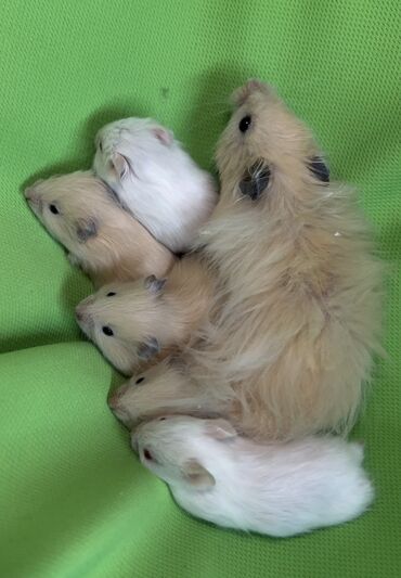 Хомяки: Продаются хомячки джунгарские, сирийские, ангорские пушистые хомячки — 11