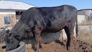 Коровы, быки: Продаю | Корова (самка) | Для разведения | Стельные — 7