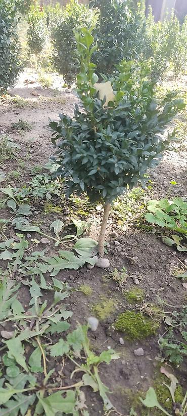 семена ель: В наличие около 500 кустов Самшит (Buxus sempervirens) – декоративные — 2