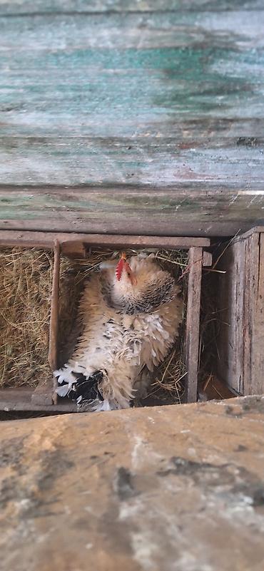 Куры, петухи: Продаю | Куры | Для разведения — 7