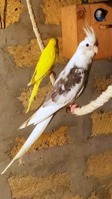 Tutuquşları: Yanağsız cəp erkey toxumlu qızğın erkeydi bala verib Ünvan Fatmayı