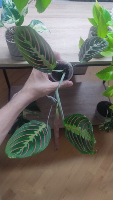 drasena bitkisi: Maranta dua gülü tricolor