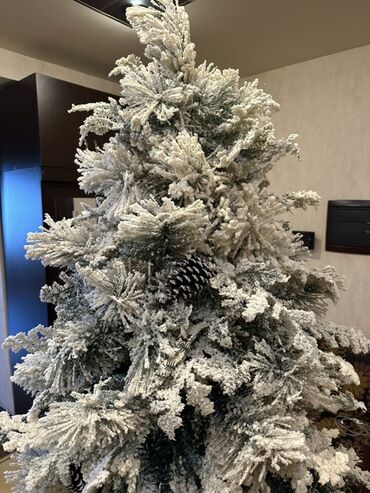 Yeni il ağacları: Qarlı Yenil ağacı – şam qozalarıda var üzerinde. Hündürlük- 2,1 -da lalafo.az — 5 Yeni il ağacları: Qarlı Yenil ağacı – şam qozalarıda var üzerinde. Hündürlük- 2,1 — 5