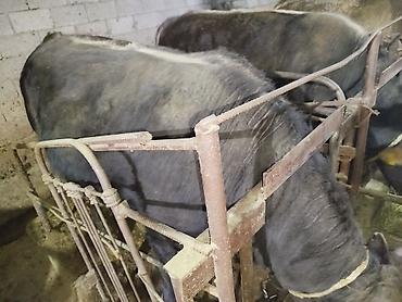 Коровы, быки: Продаю | Бык (самец) | На откорм | Привязанные — 11