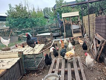 куры голошейка: Продаю | Куры | Домашняя | Для разведения — 3