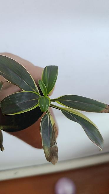 Драцены и Сансевиерии: Драцена (разные виды, в горшках) находится в Кара Балте - Эффектные — 4