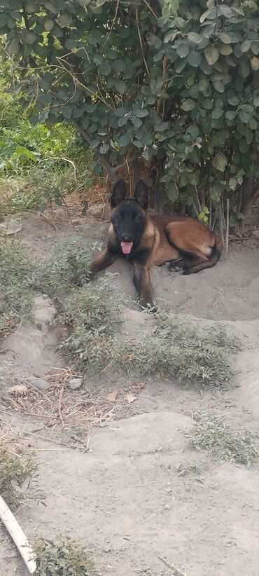 İtlər: Belçika çoban iti, 1 ay, Dişi, Pulsuz çatdırılma — 4