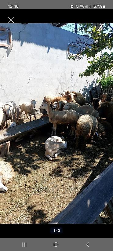 приют для животных в баку адрес: 7 baş erkek quzu satılır toya topdan almaq isteyenler ucun ela — 1