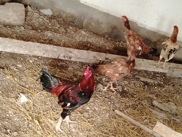 tap.az heyvanlar xacmaz: Salam heyrati toyuqlar satilir xoruz 50manat toyuqlar 35manat real