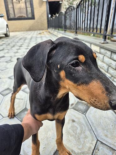 ev itləri satışı: Doberman, 5 ay, Erkək, Peyvəndli, Ünvandan götürmə — 4