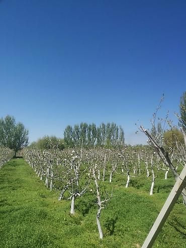 Продажа сельхоз предприятий: Продаю 6 ти летние яблоневые деревья (действующий яблоневый сад) — 1