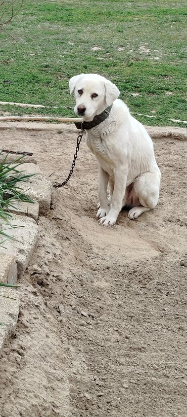 ucuz itlər: Labrador-retriver, 3 il, Dişi, Cütləşmə üçün, Ünvandan götürmə