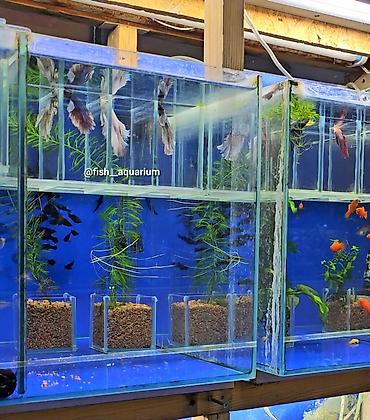 Рыбы: Уточняйте наличие. Шикарные самцы петушки! Цены разные. Рыбка — 9