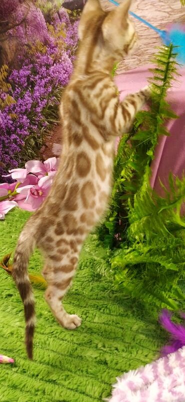 Продажа кошек: Друзья !!! питомник Бен Гла Мур с радостью предлагает новый помет. от — 29