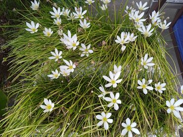 Sobne biljke: Kisni ljiljani- beli, 5 lukovica je 300 dinara