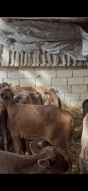 Dana, buzov: Satışda: dana balaları - Növ: yerli cins ətlik/südlük istiqamətə — 31
