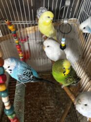 Tutuquşları: 8 ədəddir 4 dişi 4 erkək tək olan yoxdu hamısı cütdü — 3