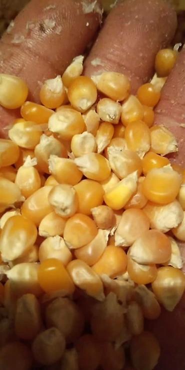 крылышки куриные: Кукуруза для попкорна (зерно) - Специальный сорт кукурузы для — 3