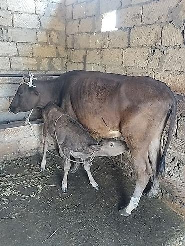 Inəklər, öküzlər: Salam aleykum birinci qarına dogmush duyedi altında dishi balası var — 5