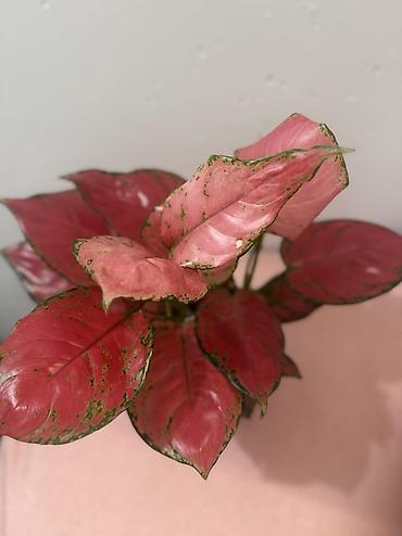 Аглаонемы: Аглаонема розовая (Aglaonema ‘Red’/‘Siam Aurora’ тип) в пластиковом — 3