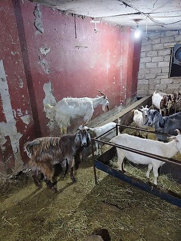 Mal-qara: Satlıq keçi sürüsü - Növ: yerli cins qarışığı (ağ, qara, boz və — 4