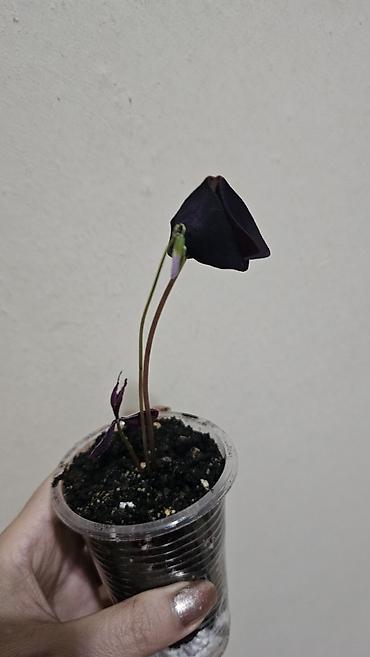 Другие комнатные растения: Кислица
Оксалис 
oxalis 
🦋 
бабочка — 4