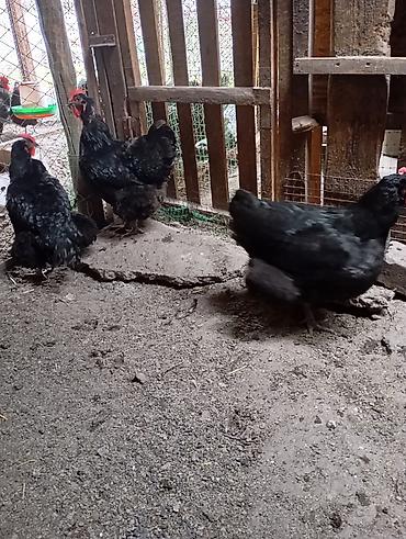 Куры, петухи: Продаю | Куры | Для разведения — 1