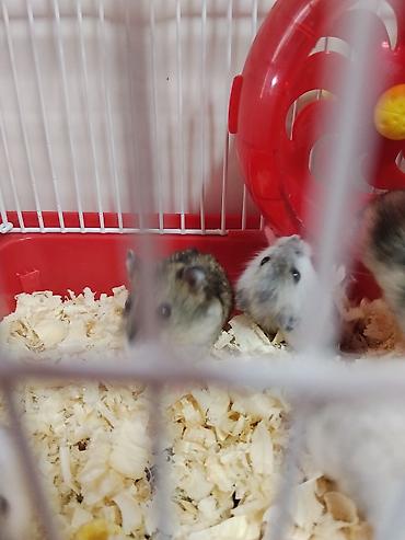 Зоотовары: Cırtdan hamsterlər – qəfəs və aksesuarları ilə Məhsul təsviri: - — 7