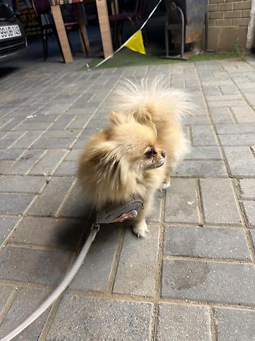 heyvan sekilleri yukle: 🐶 Satılır – Çox Şirin Dişi Pomeranian (Spitz) 🐶 2 yaşlı, dişi, çox — 4