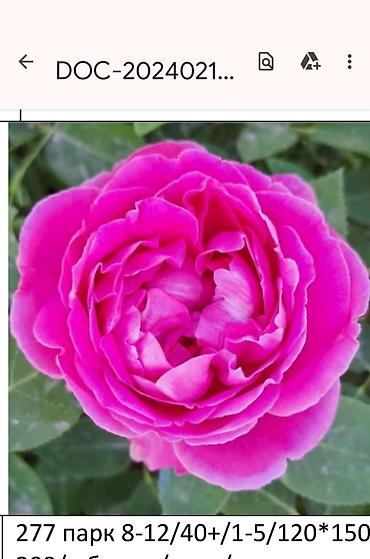 Садовые цветы и кустарники: Корни роз - Крупноцветковая чайно-гибридная роза с — 4