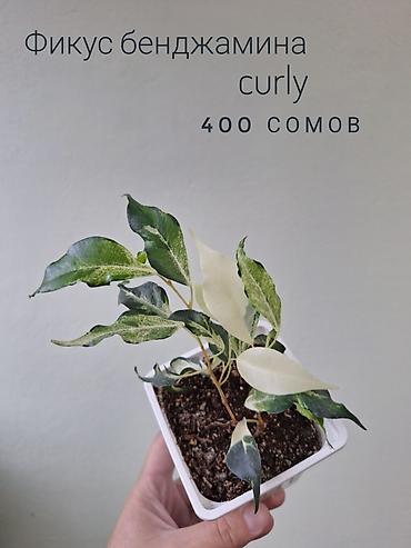 спринклер: 🌿 Комнатные растения/цветы (детки/молодые растения). 🪴 Названия и цены — 6