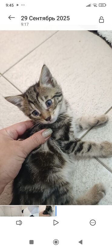 Pişiklər: Tabbi — 12