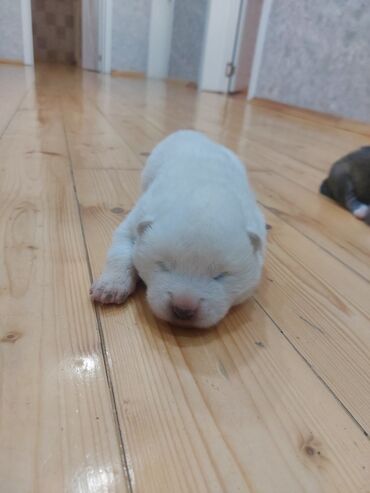 İtlər: Akita-inu, 2 ay, Erkek, Peyvəndli, Ünvandan götürmə