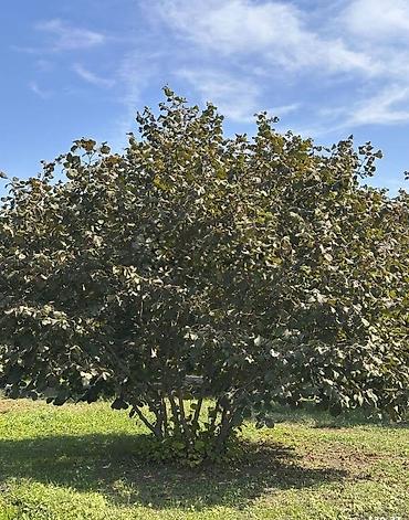 sam agaci satisi: Fındıq tingləri – köklü, açıq köklə - Bitki: Fındıq kolu (Corylus — 1